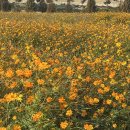 안성팜랜드 가을 꽃놀이 핑크뮬리 황화코스모스 사진 명소 솔직 후기 (10/30 방문)