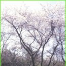 3-8-37. 제주 오등동 관음사 왕벚나무 숲 이미지