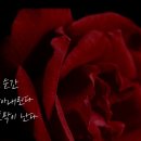 이승하 시인의 ‘내 영혼을 움직인 시’ (198) / 사랑의 방법 - 정채원의 ‘장미 축제’ 이미지