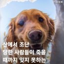 산에서 조난 당한 사람들이 죽을 때까지 잊지 못하는 &#39;산악 구조견&#39;의 표정 이미지