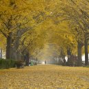 곡교천 은행나무길 이미지