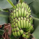 몽키바나나 이미지