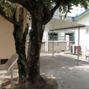 상주여자중학교 내 연리목이 자라고 있다 이미지