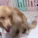 멍이와냥이네 Daum카페