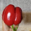 장파농장 이미지