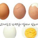 계란 효능 부작용 1개 칼로리 단백질 보충 방법 알아보자! 이미지