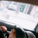 셀레네 동물병원 이미지