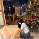 어슬렁대추정원 | [청주] 강아지가 반겨주는 문의면 대청댐 카페 추천 / 향기나무커피