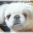 토토페키 이미지