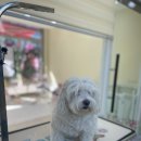 마음이네 멍발소 이미지