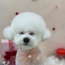 하이!털찌니들 이미지