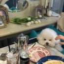 앞산강아지 이미지