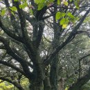 함덕파란집 이미지