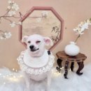 안양애견 | 안양애견미용 몽라인 강아지 맡긴후기