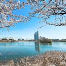 서울 인근 벚꽃 명소 - 수원 데이트 코스 이미지