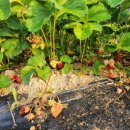 미하농장 이미지