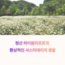 정선풍경 | 정선 하이원리조트, 샤스타데이지로 물든 꽃 명소