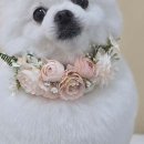 서울애견미용실 이미지