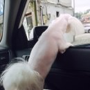 한아름애견 네이버블로그