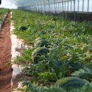 성내농장 이미지