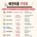 베베펫 천안 애견미용 | 천안애견미용 "강아지 무료 미용 후기" 비용 DOWN, 만족 UP