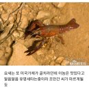 외래종 근황 (벌레주의 파충류주의 못보는여시 참고해요) 이미지