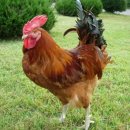 닭 씨리즈 이미지