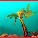 수중산책 이미지