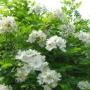 향기5로 이미지