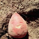 태영농장 이미지