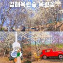 창락제1농로 | 김해목련숲 목련꽃 부산근교 데이트 지금 놓치면 후회할 봄나들이 코스