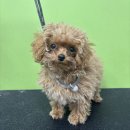 달콩이 | 🐶 말티푸 달콩이 베네털 밀컷 이야기