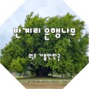 은행나무길 18 | 반계리 은행나무 단풍 현황 10월 18일 방문 후기 CCTV 보는법