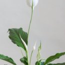 양지로7C 이미지