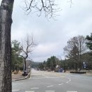 갑동묘목 | 대전매화명소 국립대전현충원 개화상황