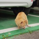 그로우펫 이미지