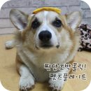 달달하개 이미지