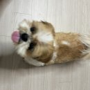 견생냥품 이미지