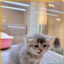 멍벤져스 이미지