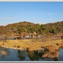 금호강영천 이미지