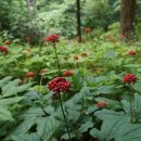 비선동 산삼 이미지