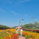 (선거일 번개힐링여행) 6월 3일 바다,호수,3.2km 장관인 꽃길~진도 백조호수공원 봄꽃 행사&amp; 진도여행(카페음료포함) 이미지