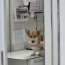 땡큐DOG동물병원 이미지