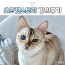 캣스토리 | 고양이 양육 정보의 오해와 환경 최적화, 오드캣스토리 강의 후기