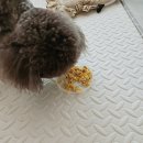 멍청하개 이미지