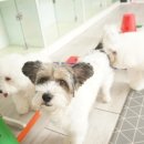 오드리 독 이미지