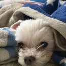 (주)아성다이소 인천모래내시장점 | 피곤했숭 지쳤숭 힘들었숭 즐거웠숭