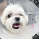 행복튼튼동물병원 이미지