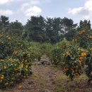 오부자농장 이미지