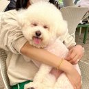 르시랑스 이미지